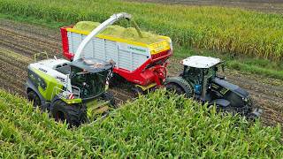 Maize Harvest & Silage 2026 🌽 with a Claas Jaguar 950 | Pleizier & Timmer