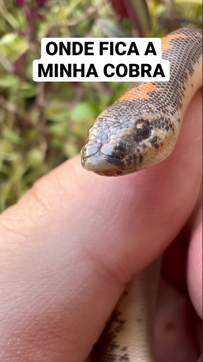 Cobra arco-íris 'mansa' chama a atenção em zoo nos EUA