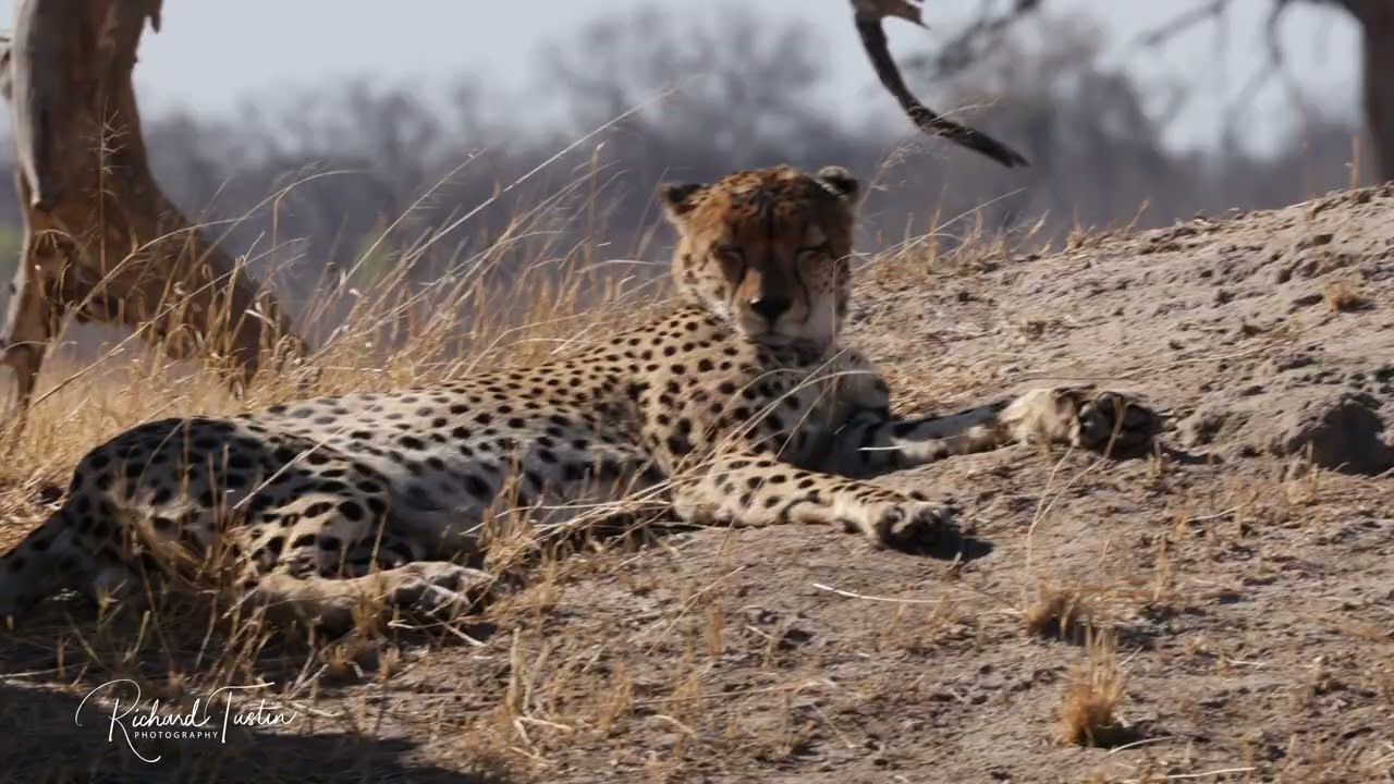Cheetah on a termite mound