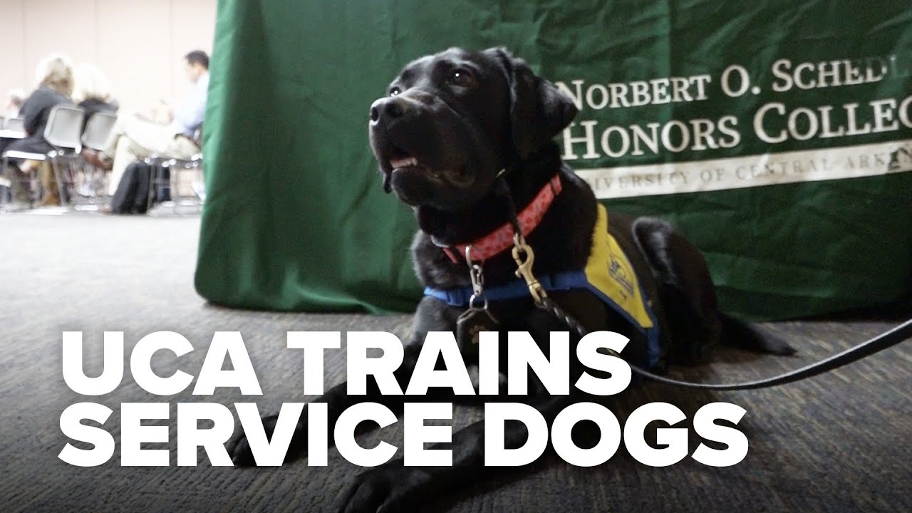 New UCA organization trains future service dogs