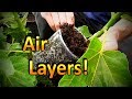 Air Layering Fig Trees | My Experiment and the Science Behind it