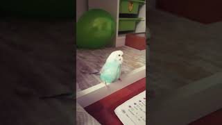 Muhabbet kuşum Hayri ve Rüzgar🐦🐥