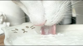 Cat Eat Yogurt • ASMR