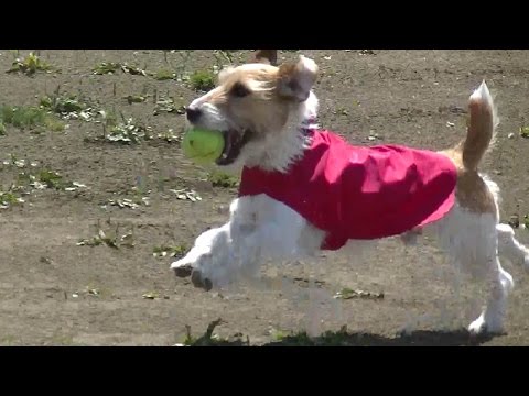 犬用レインコート 着せやすく 着心地のよいものを選ぶ Atelier Noka Youtube
