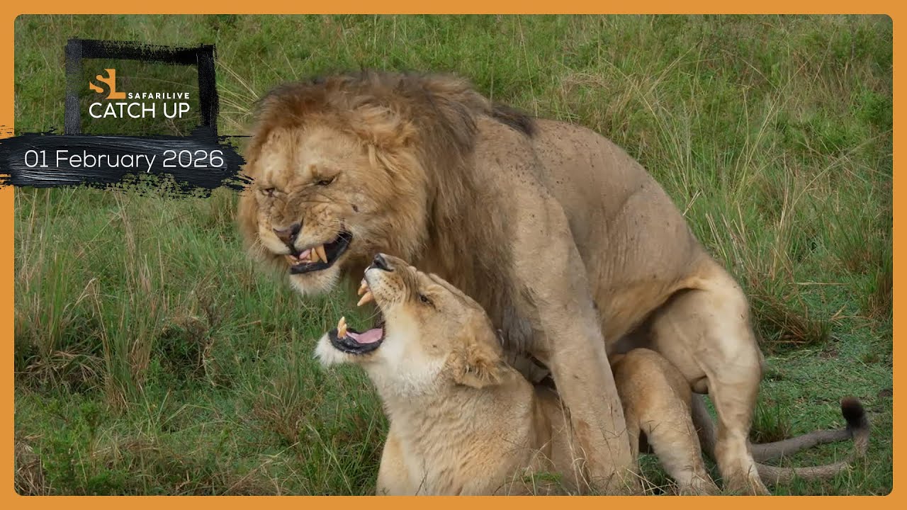 Львы, леопарды и слоны — SafariLIVE Catch Up, 2 февраля 2026 г.