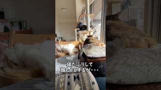 シッポ投与 #猫のいる暮らし #保護猫 #ネコ #ねこのいる生活 #多頭飼い