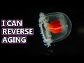 Immortal Jellyfish facts: Turritopsis dohrnii | Animal Fact Files