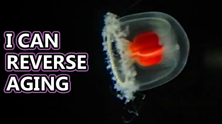 Immortal Jellyfish facts: Turritopsis dohrnii | Animal Fact Files - DayDayNews