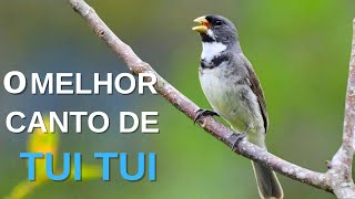 O MELHOR CANTO DE COLEIRO TUI TUI ZEL ZEL POR 10 HORAS