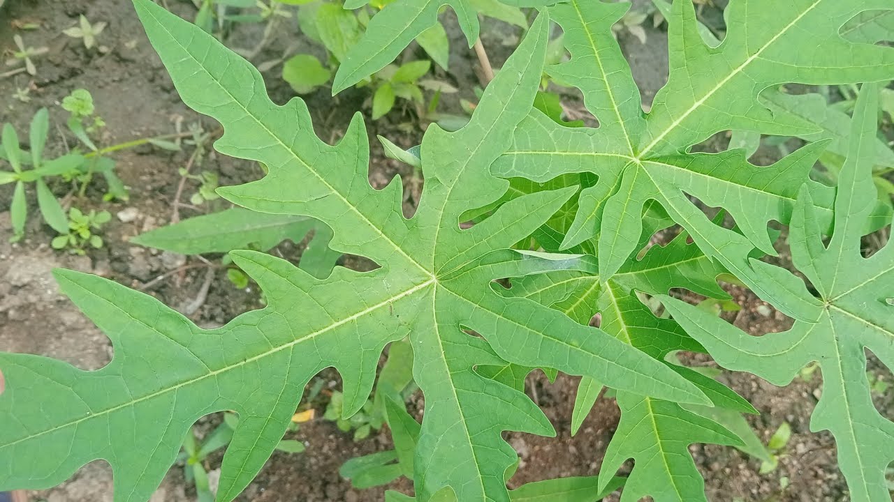 பப்பாளி செடி🌱#விவசாயம்# இயற்கையின்அழகு#agriculture #farming #lifeisbutadream#naturelover#villagelife