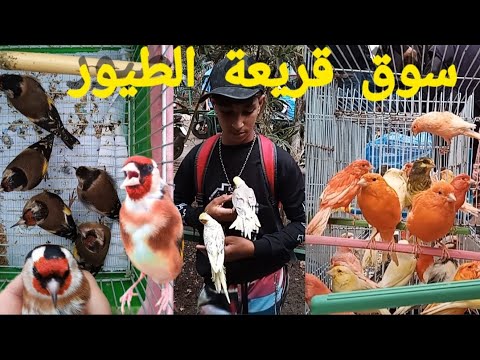 سوق القريعة يوم الأحد 2002 10 26 عشاق طيور أجي نتولعو أثمنة الطيور فراخ تغريد و طيور الزينة
