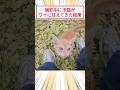 撮影中に子猫がワイに甘えてきた結果 #2ch動物スレ #猫動画 #猫のいる暮らし