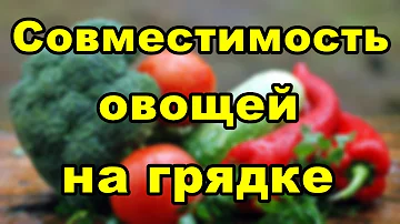 Совместимость овощей на грядке | Дачные советы