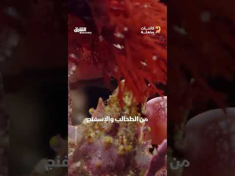 سرطان الديكور