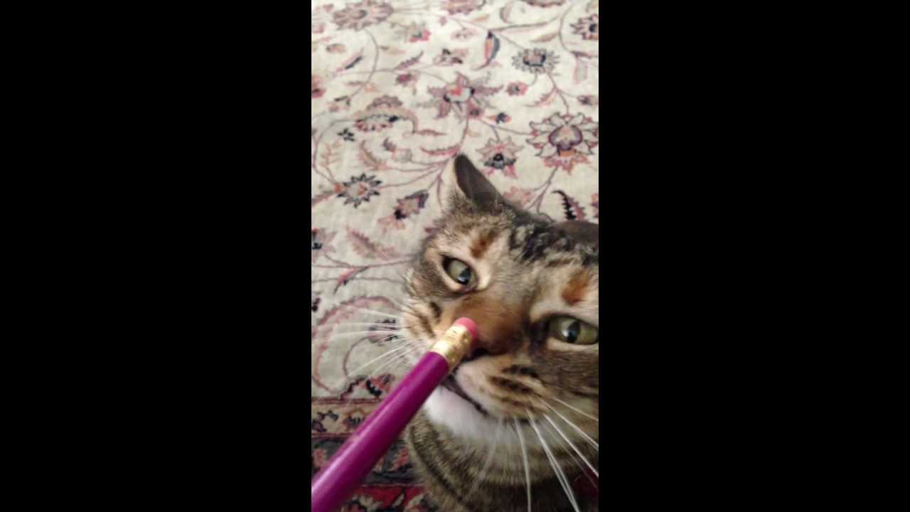 camera iphone 8 plus apk Bad Kitty!