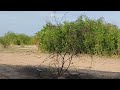 pelea de ocultos en el totoral