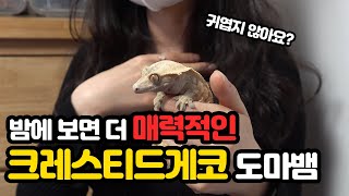 도마뱀 크레스티드 게코 귀여워요:) 30대 여성 집사님