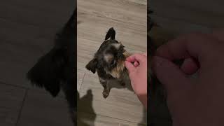 Trying to Train My Tiny Brussels Griffon! 🐶❤️ #brusselsgriffon #dogtraining #puppies