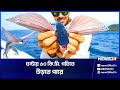      flying fish  fish  news24