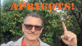 Apricots are Ripening! - May 2020