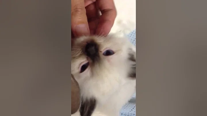 Watch the video about Cute blue point girl ragdoll kitten