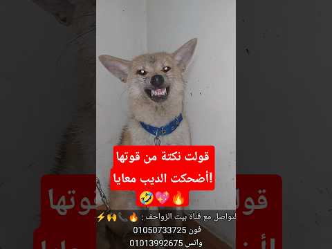 قولت نكتة من قوتها ضحكت الديب معايا 