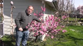 Dwarf peach and nectarine trees