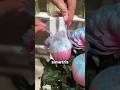 Mengapa Petani Bunga di Turki Membungkus Mawar Dengan Jaring?