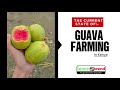 Guava Farming in Kenya: The Silent Money Making Fruit Farming