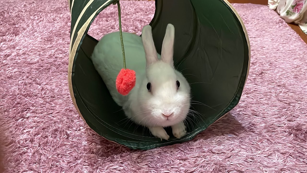 お休み中のさくちゃんです🐇💤 - YouTube