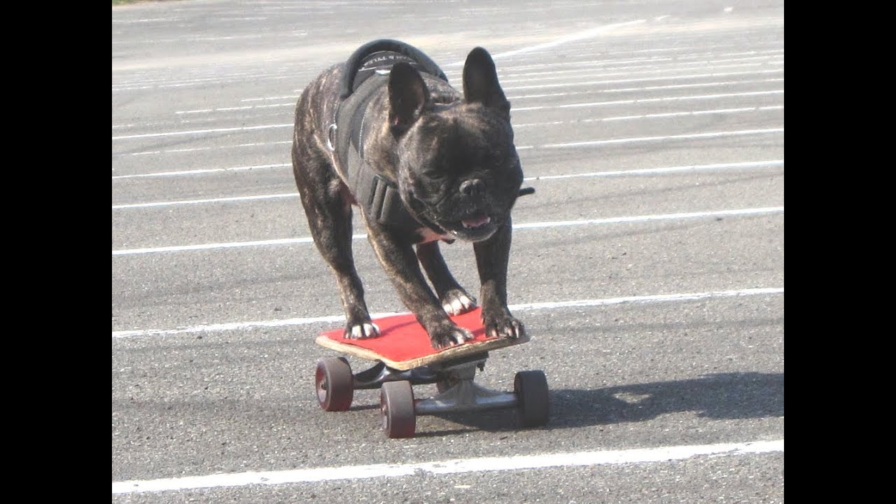 スケボー犬ハッピーskateboarding Dog Happy Youtube