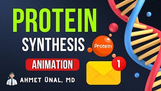 🧬 DNA ▶ RNA ▶ PROTEIN | TRANSCRIPTION & TRANSLATION |PROTEIN SYNTHESIS | ANIMATION
