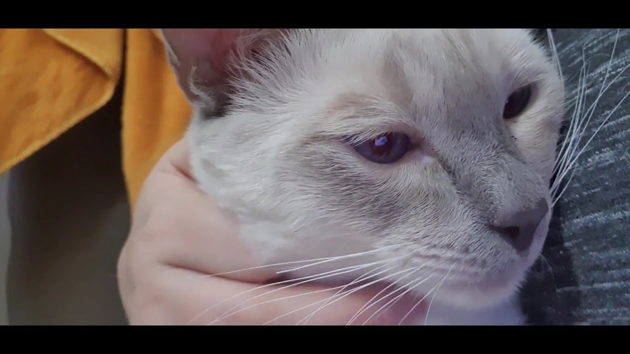 Котоблог