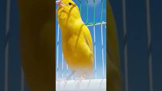Download Lagu #chant canari magnifique #lagu kenari yang luar biasa #magnífico canto canario #великолепная кан MP3 Download Lagu #chant canari magnifique #lagu kenari yang luar biasa #magnífico canto canario #великолепная кан MP3