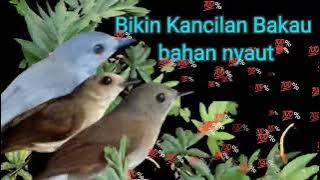 suara pancingan burung kancilan bakau nyaut