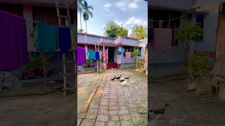 Peaceful Village Life in Rural Bangladesh | Calm Nature &amp; Birds Sounds #shorts #villagelife #birds