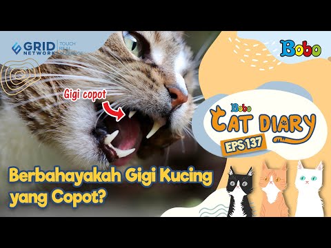 Video: Apakah anak kucing kehilangan giginya?