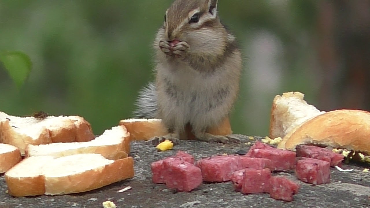 бурундучок с колбаской - YouTube