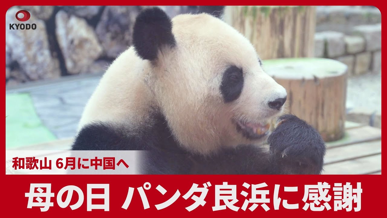 母の日 パンダ良浜に感謝 和歌山 6月に中国へ - YouTube