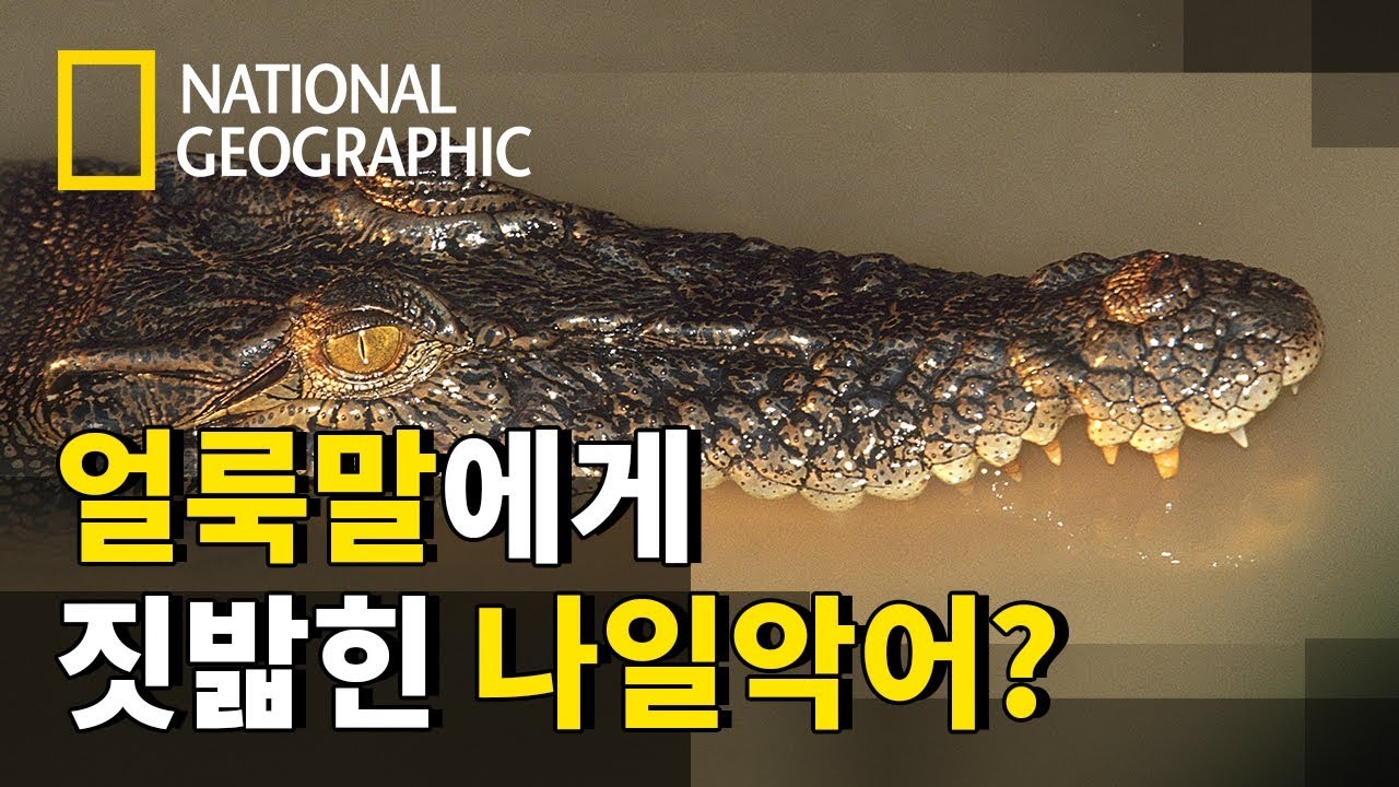 공룡보다 강한 나일악어, 자존심 스크래치!