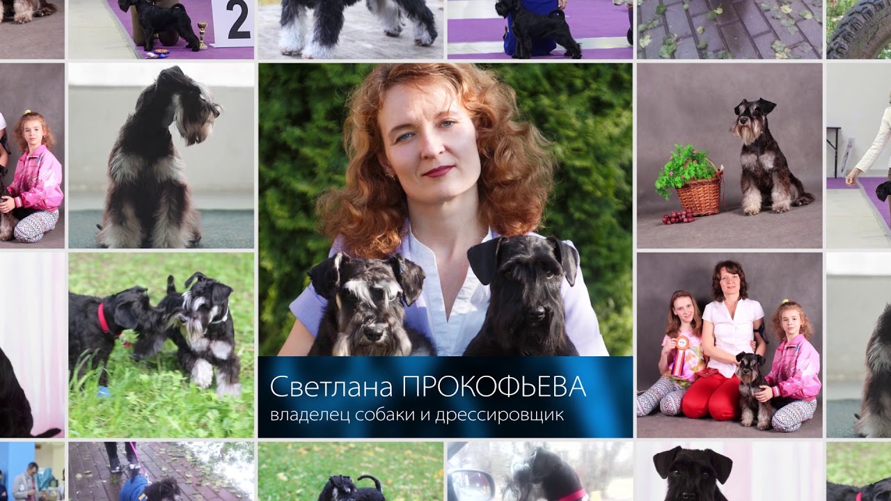 Дрессировка цвергшнауцера - YouTube