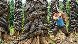 Relaxing Farm : Catching Giant Tree-Trunk Catfish & Go to Market Sell | Wild Forest Life
