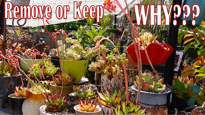 WHAT To Do With SUCCULENT FLOWERS | Growing Succulents with LizK - DayDayNews