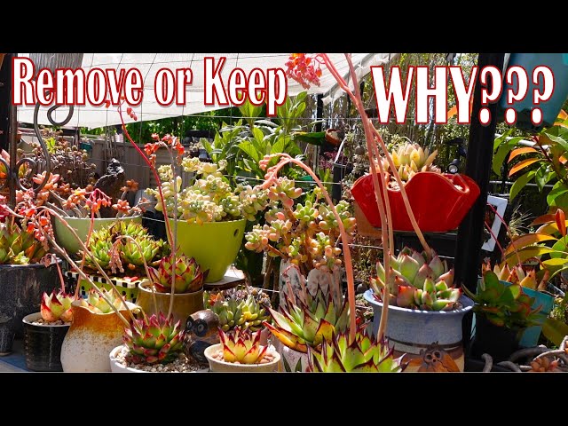 WHAT To Do With SUCCULENT FLOWERS | Growing Succulents with LizK - YouTube