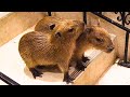 Cutest Capybara Baby Moments 😍 Anitouch Nagoya