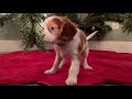 Puppy sees christmas tree for the first time