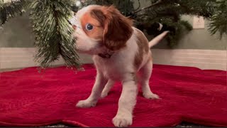 Puppy Sees Christmas Tree For The First Time by Red Barn Cavaliers 1,189 views 5 months ago 2 minutes, 56 seconds