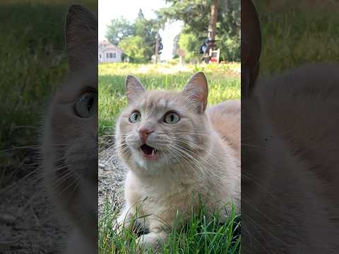 #cat #коты #고양이 #귀여운 #funnycats #gingercat #chirping #viral #貓 #جميلة #cute #fyp #animals