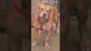 Ai Ai Que Mina Perversa Pitbull