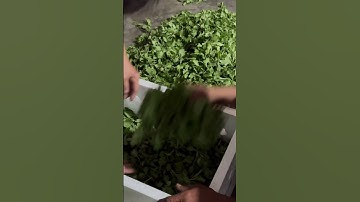 Hoa Cúc Giống A Nhàn Mầm Cúc Đại Đóa Pha Lê Ninh Giang Khánh Hòa Xuất Nam Định 13/9/2024 ÂL #shorts